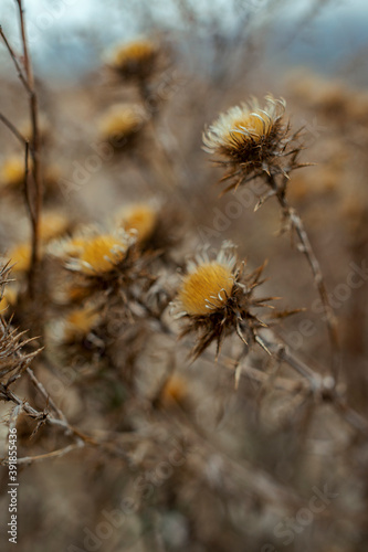 close up dry thistle plant growing in the autumn field with bokeh. autumn background with Soft selective focus © akoves