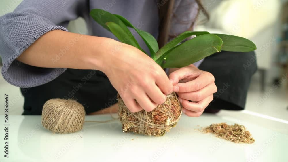 Kokedama plant DIY woman making orchid japanese ball with sphagnum moss and rope. Gardening at home banner panoramic