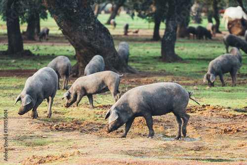 Pigs graze on farm in countryside of navalvillar de pela, Extremadura photo