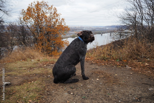 a brown hunting dog on the riverbank is waiting for