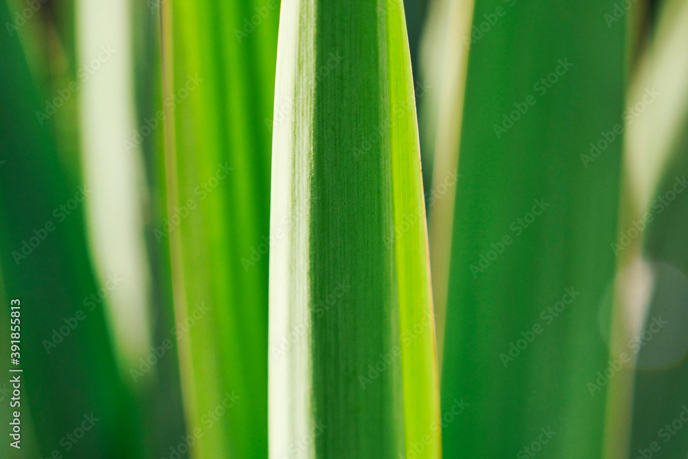 Green Plant Blade with Sunshine Green Plant Blade with Sunshine