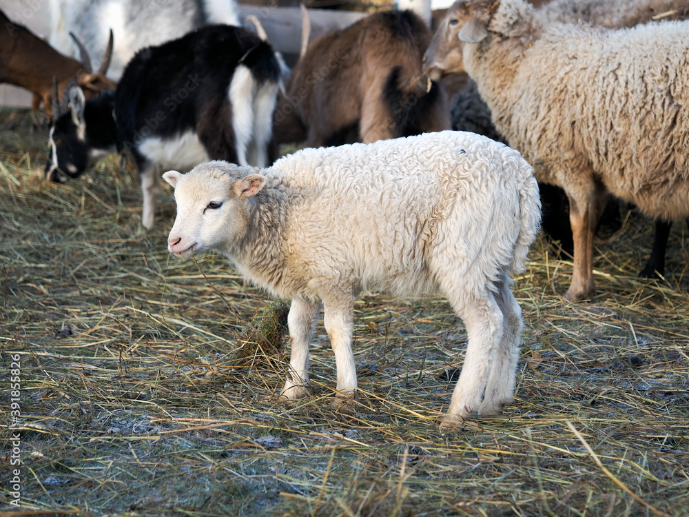 Cute snow-white lamb on the farm Cute snow-white lamb on the farm