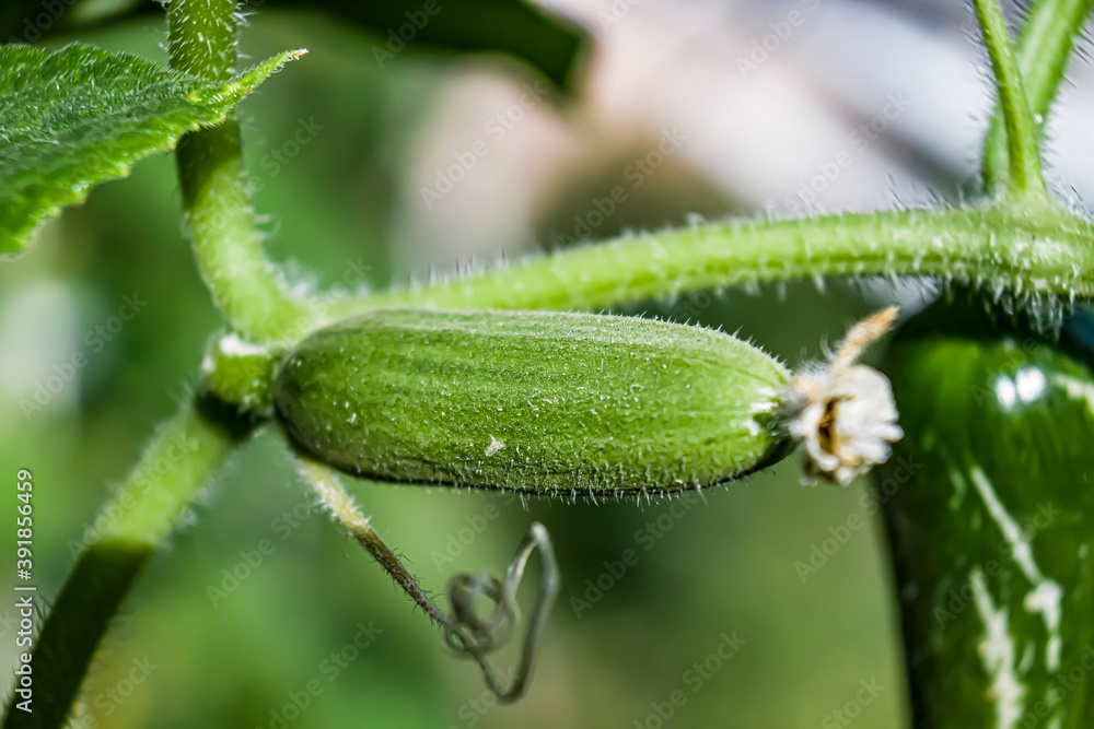 Green cucumber in the garden in the shade. Close-up. Green cucumber in the garden in the shade. Close-up.