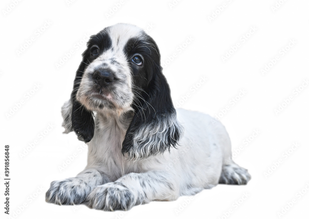English Cocker Spaniel Blue Roan puppy, white background. Isolated