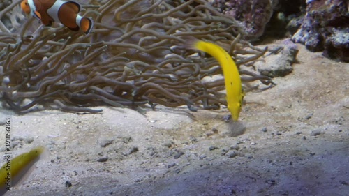 Group of fishes swimming among tropical reef in aquarium. A school of inhabitants in water in Moskvarium. Underwater colorful coral in oceanarium Moscow. Marine life. photo