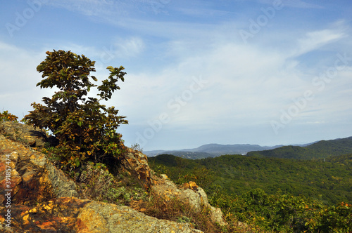 A small tree grows on a rock and green hills in the background. Far East, Russia, Primorsky Krai.