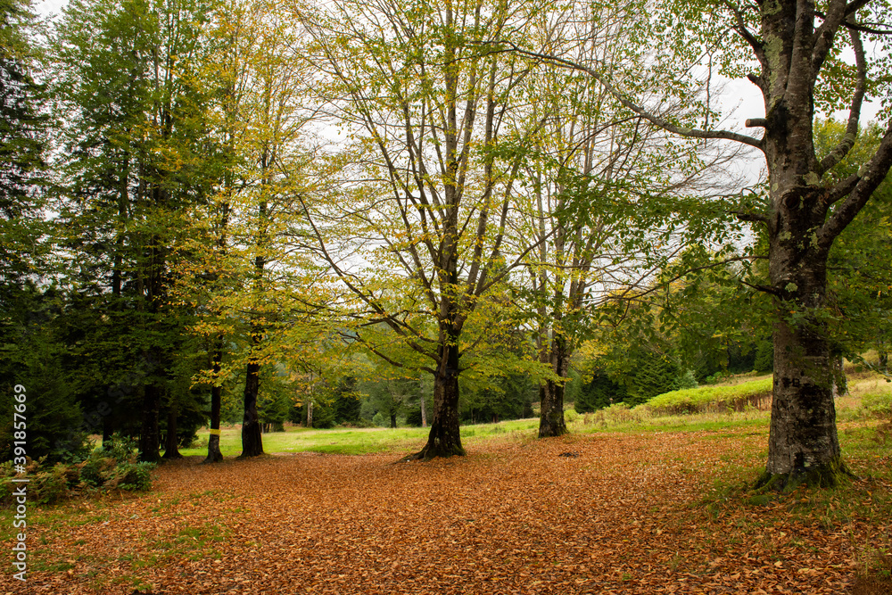 autumn in the park autumn in the park