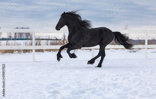 Fototapeta Naklejka Na Ścianę i Meble -  The black Frisian mare gallops freely in the levada on the farm
