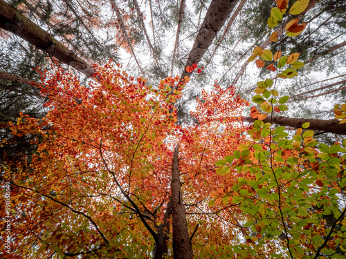 Autumn Bavarian Forest walk to enjoy the red and orange colors