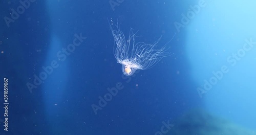 Turritopsis nutricula Turritopsis dohrnii Oceania O. armata immortal underwater ocean scenery