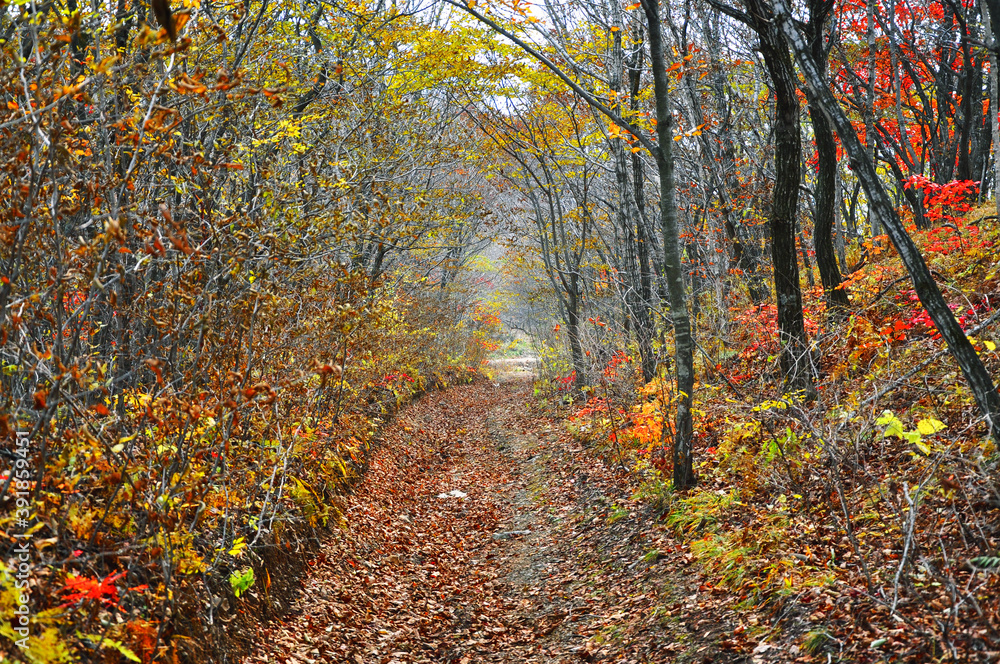 Wild forest path among the young thin trees in the golden autumn season. Wild forest path among the young thin trees in the golden autumn season.