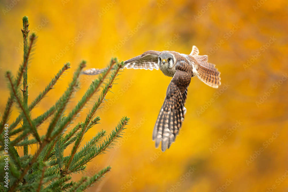 The American kestrel (Falco sparverius), also called a sparrow hawk is the smallest and most common falcon in North America. - obrazy, fototapety, plakaty 