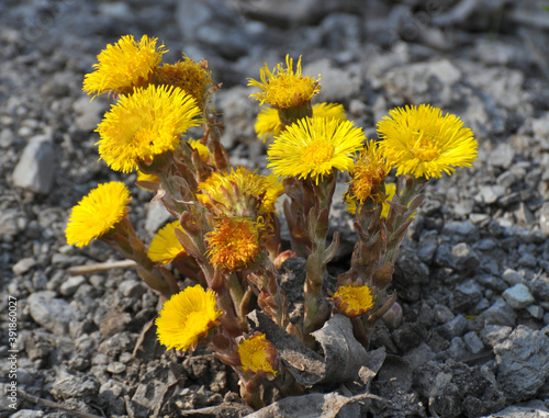 In nature, bloom early spring plant coltsfoot (Tussilago farfara)