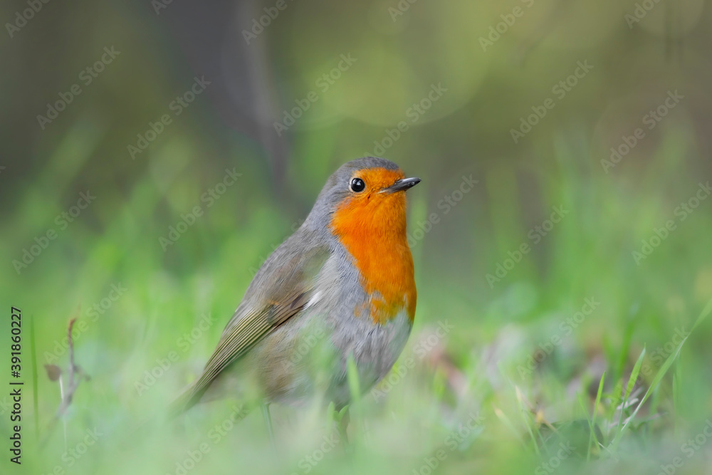 Cute bird. Green nature background. European Robin Cute bird. Green nature background. European Robin