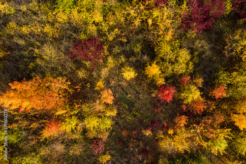 Einzelne junge und farbenfrohe Laubbäume im Herbst aufgenommen bei einem Überflug mit einer Drohne