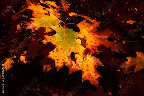 Vibrant orange to yellow autumn leaves of Red Oak tree, latin name Quercus Rubra, in october afternoon sunshine. Leaves have brown spots and edges at the tip. 