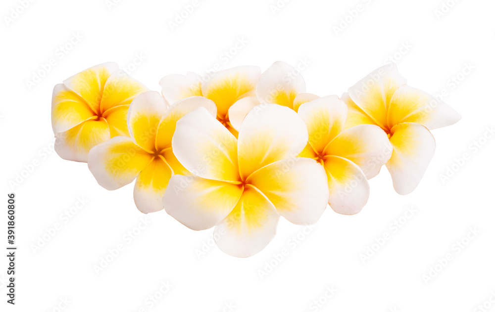 Naklejka premium plumeria flower isolated