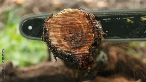 Cutting Slices Of Wood Log With A Chainsaw