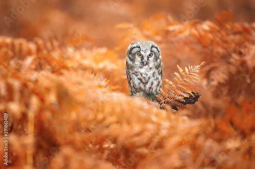 The boreal owl (Aegolius funereus) is a small owl. In Europe, it is typically known as Tengmalm's owl photo