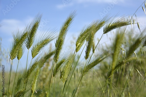 Ravda, Bulgaria. May, 29, 2014. Green wheat spikes on blue sky background. Future harvest in sunlight. photo