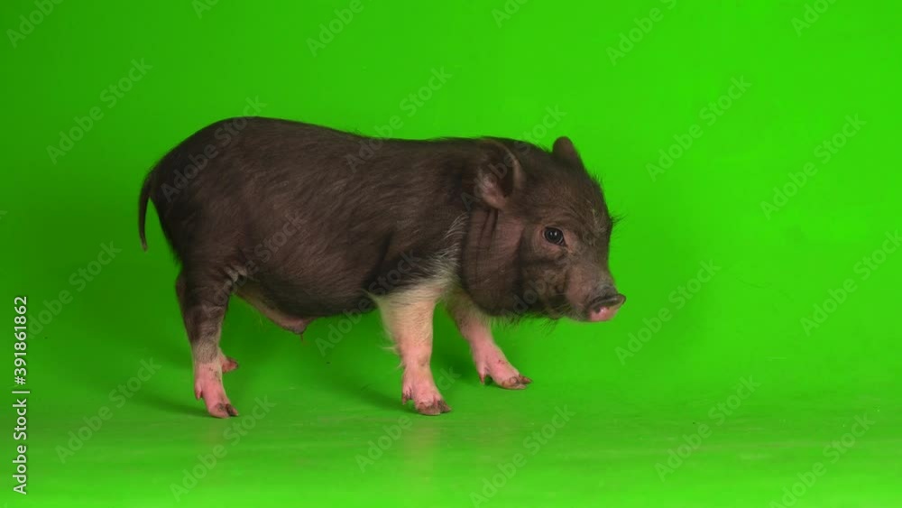 Vietnamese boar piglet on a green screen background. Vietnamese boar piglet on a green screen background.
