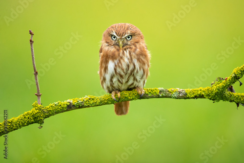 The ferruginous pygmy owl (Glaucidium brasilianum) is a small owl that breeds in south-central Arizona and southern Texas in the United States, south through Mexico and Central America, to South  photo