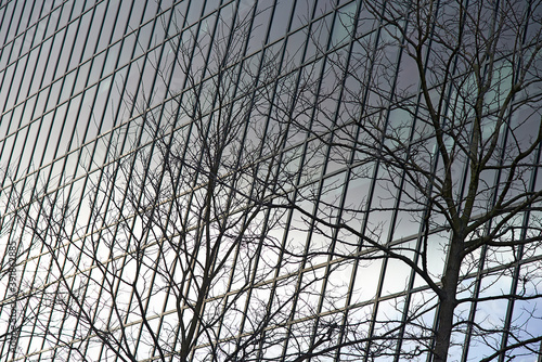 Bare tree branches in front of a glass facade of a high rise office photo