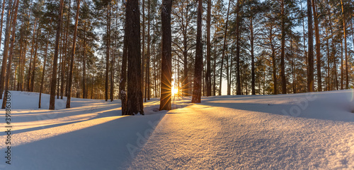 Beautiful snowy winter landscape panorama with forest and sun during golden hour. Winter sunset in forest panoramic view. Sun shines through trees and casts golden light on snow. Russia, Siberia