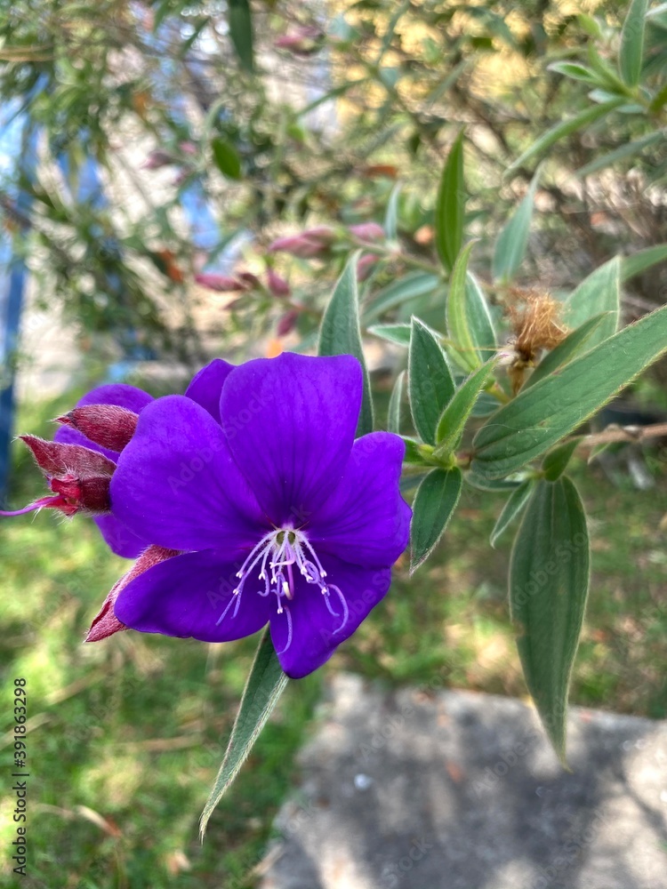 Fototapeta premium flower in the garden