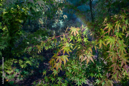 Beautiful Acer palmatum , palmate maple or smooth Japanese maple leaves