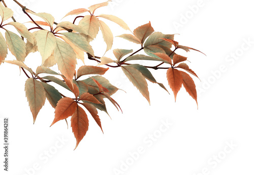 Twigs with colorful autumn ...