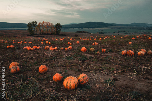Fotografie Moody and creepy pumpkin patch in the evening with cloudy dark sky and hills on background