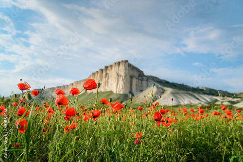 Poppy field on the background of the White Rock