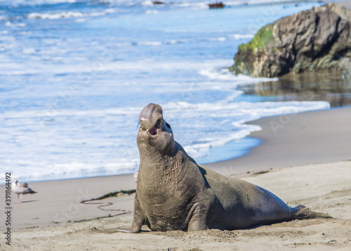 Bull Elephant Seal on San Simeon Beach - California