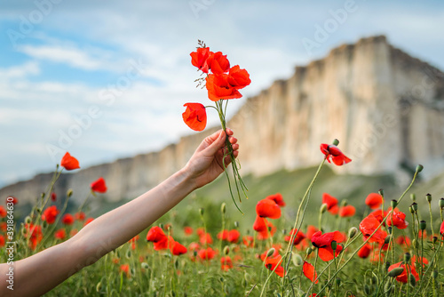 Bouquet of poppies in a woman's hand