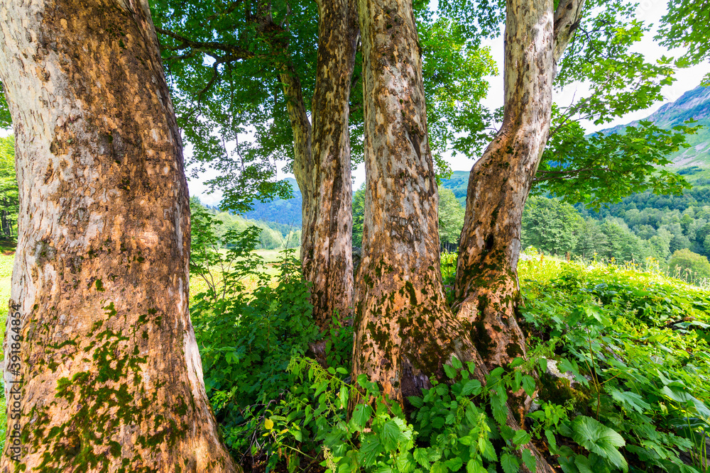 Fototapeta premium Beautiful scene at Caucasus mountains with trees