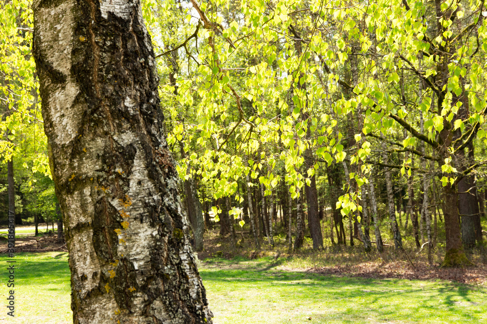 Obraz premium birkenhain