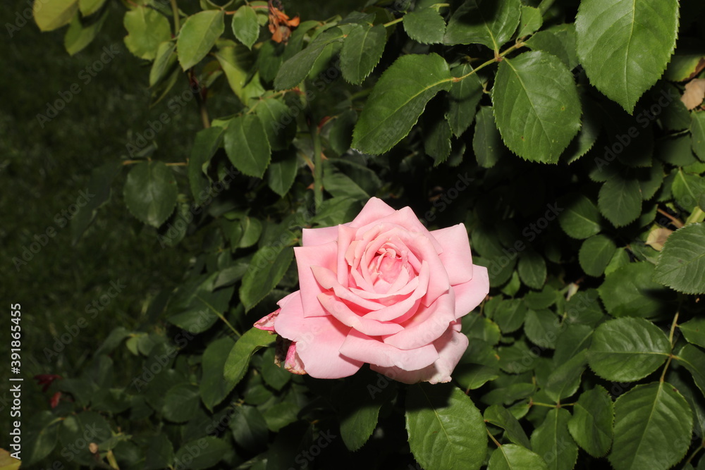 Flower and rose bud with delicate pink petals on a branch with green leaves in the flowerbed - Pink rose Rosa odorata, tea rose on a bush, isolated on black, sunny summer blurred bokeh background Flower and rose bud with delicate pink petals on a branch with green leaves in the flowerbed - Pink rose Rosa odorata, tea rose on a bush, isolated on black, sunny summer blurred bokeh background