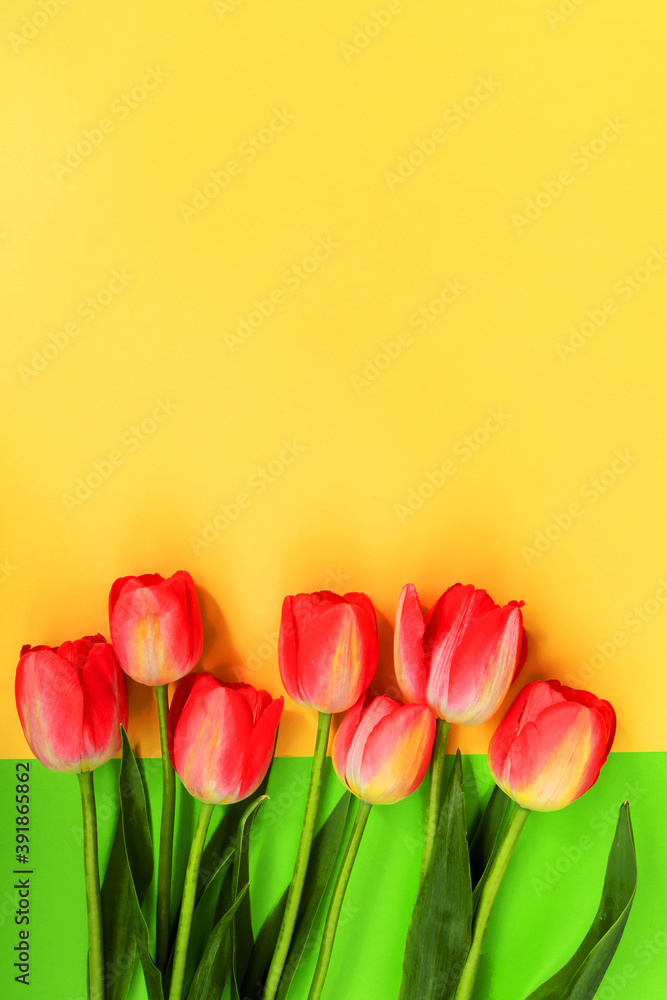Fototapeta Beautiful composition of spring tulips. Red tulips flowers on green background.