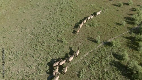 Aerial view, Herd of wild horses grazes on a green meadow. Konik or Polish primitive horse. Follow shot, 4K-60fps. Ermakov island, Danube Biosphere Reserve in Danube delta, Ukraine