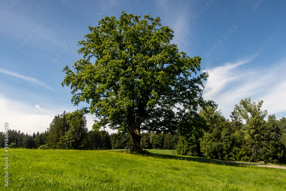 Obraz premium Eiche Solitärbaum