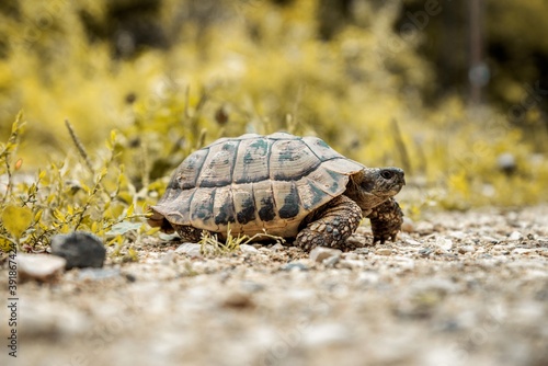 turtle walking in woods isolated.
