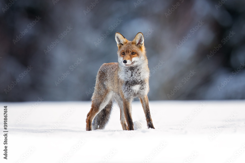 Red foxes colonised the North American continent in two waves: during or before the Illinoian glaciation, and during the Wisconsinan glaciation