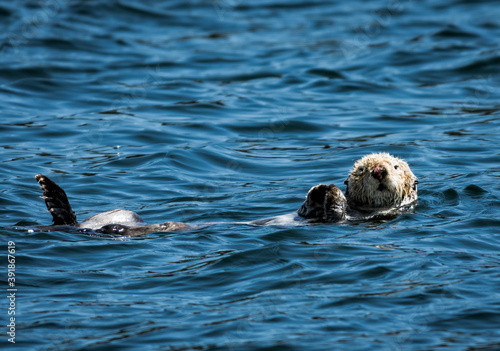 Otter Relaxing in the Ocean