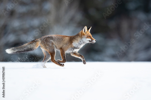 Red foxes colonised the North American continent in two waves: during or before the Illinoian glaciation, and during the Wisconsinan glaciation © Milan