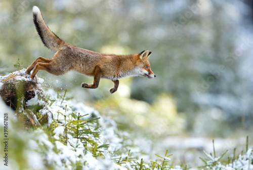 Fototapeta Naklejka Na Ścianę i Meble -  Red foxes colonised the North American continent in two waves: during or before the Illinoian glaciation, and during the Wisconsinan glaciation