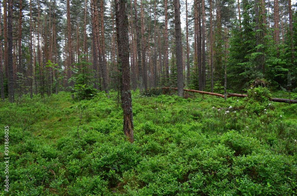 Naklejka premium Torfowisko Bór na Czerwonem, Nowy Targ, rezerwat przyrody