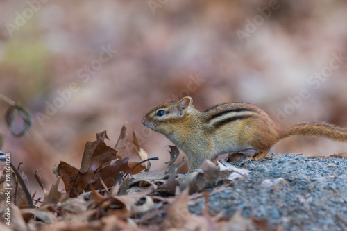eastern chipmunk (Tamias striatus) in autumn © Mircea Costina