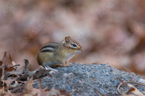 eastern chipmunk (Tamias striatus) in autumn