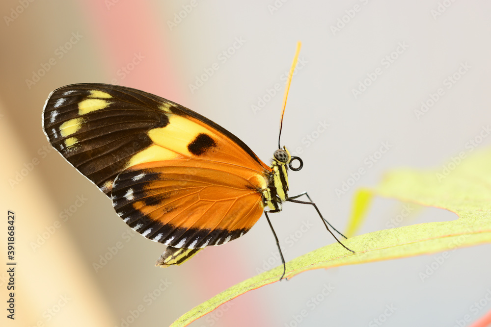 Fototapeta premium --Tropical colorful butterfly resting on a leaf